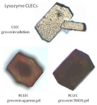 Lysozyme RCLEC